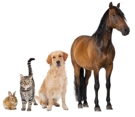 LifePharm von Lamifit